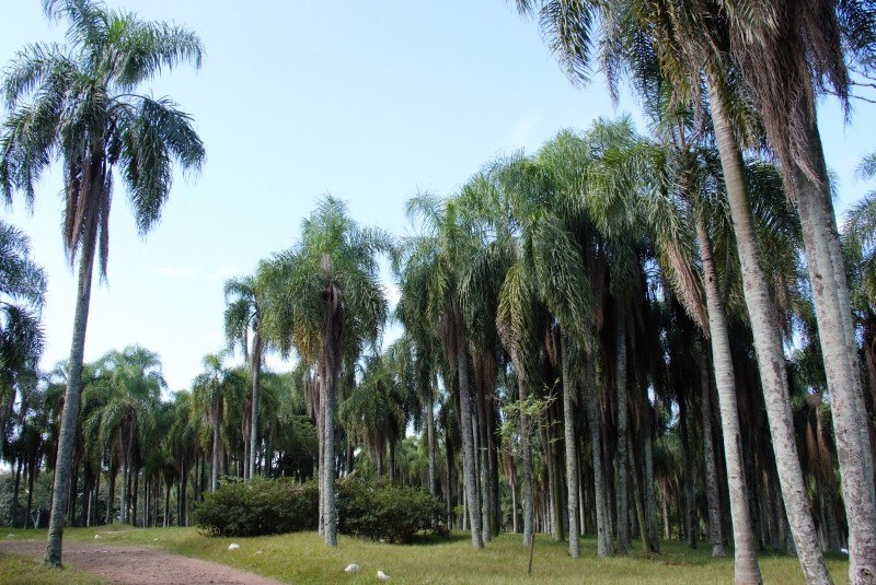 Parque das Palmeiras