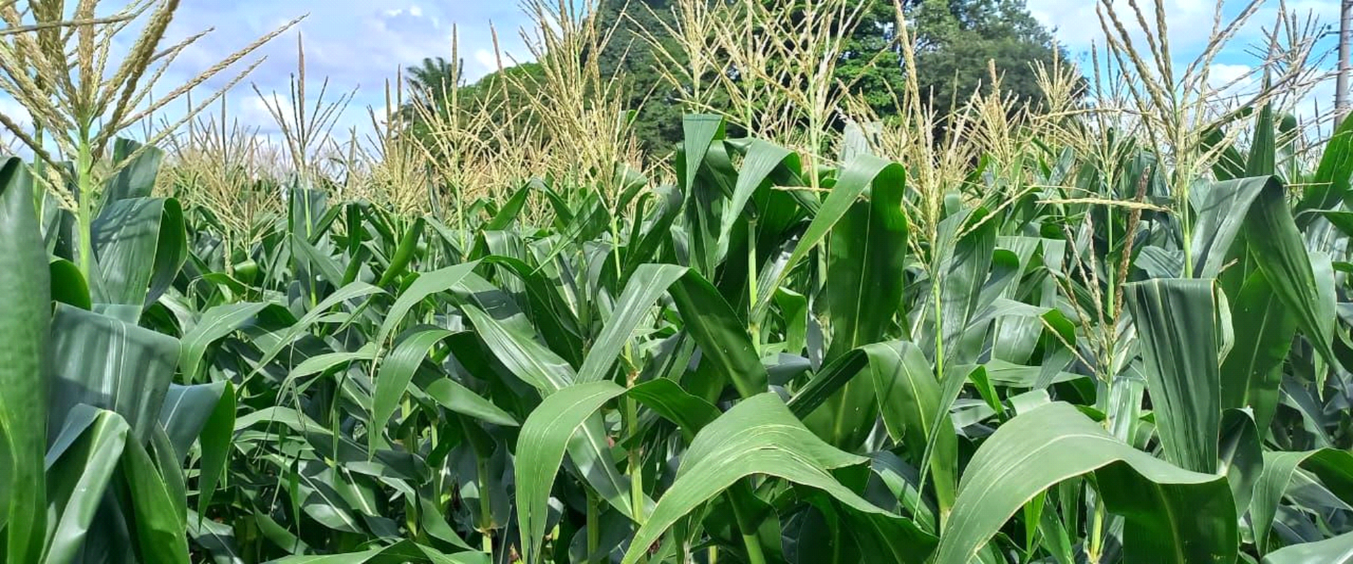 MELHORAMENTO DE MILHO: Importância do Milho Ceroso (waxy) e lançamento de cultivares
